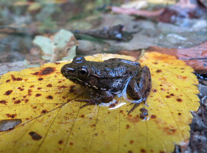 Green Frog
